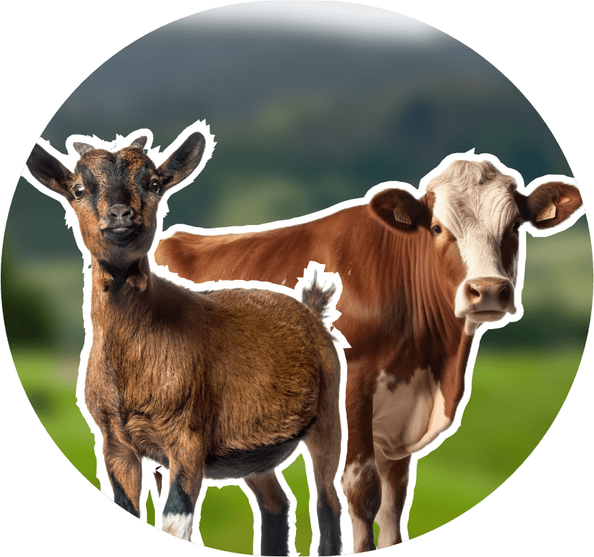 Jawara Farm | PT. Agro Niaga Global