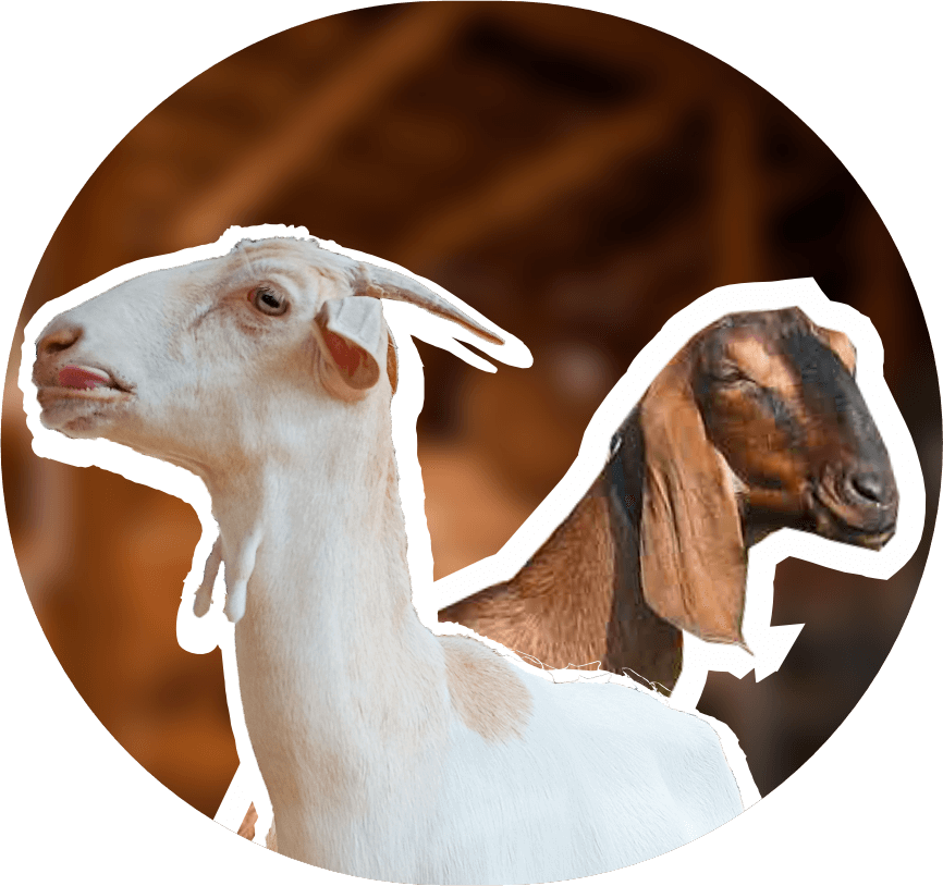 Jawara Farm | PT. Agro Niaga Global
