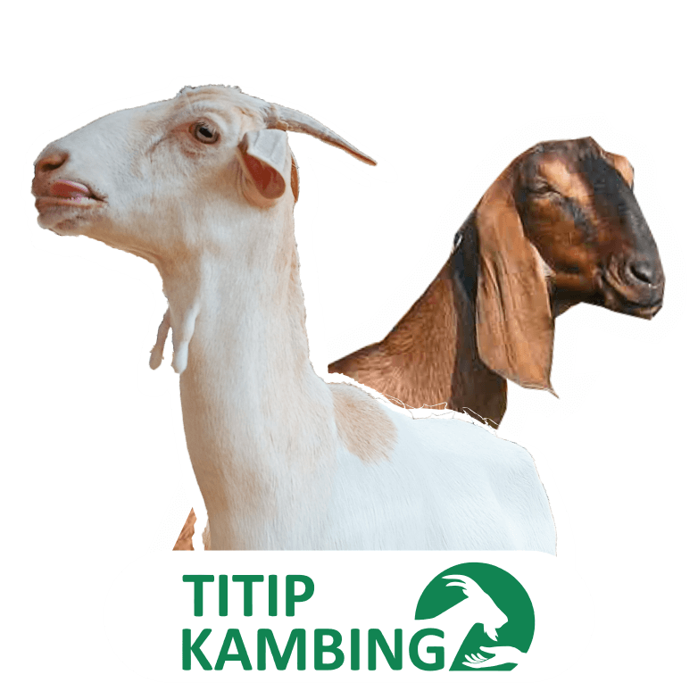 Jawara Farm | PT. Agro Niaga Global